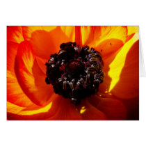 bellezza nelle ombre cards