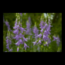 Bellflower framed print posters