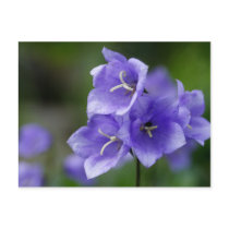 Bellflower postcards