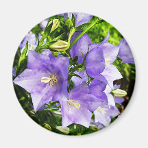 Bellflowers Fridge Magnet