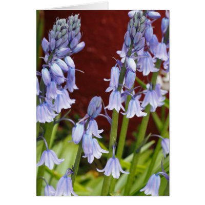 Bellflowers in Front of a Red Wall Cards by SerenethosArt