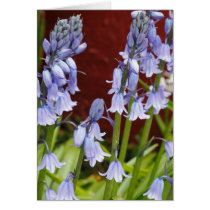 Bellflowers in Front of a Red Wall Cards
