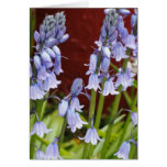 Bellflowers in Front of a Red Wall Cards