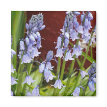 Bellflowers in Front of a Red Wall Magnets