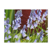 Bellflowers in Front of a Red Wall Postcard
