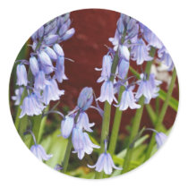 Bellflowers in Front of a Red Wall Stickers