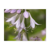 Bellflowers postcards