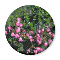 Bells And Spines Magnet