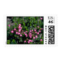 Bells And Spines Postage Stamp