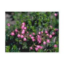 Bells And Spines Post Card