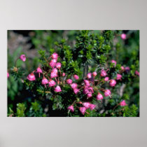 Bells And Spines Poster