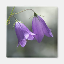 bells of secrets magnet