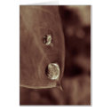 bellybutton cards