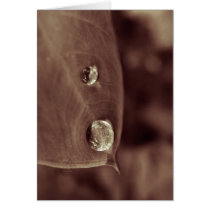 bellybutton cards