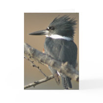 Belted Kingfisher Cards
