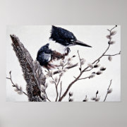 Belted kingfisher (female) posters