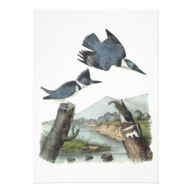 Belted Kingfisher, John Audubon Custom Announcements