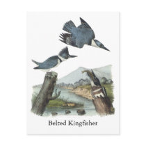 Belted Kingfisher, John Audubon Post Card