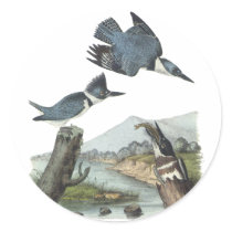 Belted Kingfisher, John Audubon Sticker