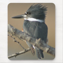 Belted Kingfisher Mouse Mats