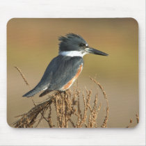 Belted Kingfisher mousepads by wildlifezoo Belted Kingfisher mousepads
