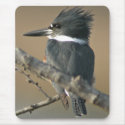 Belted Kingfisher mousepads by wildlifezoo Belted Kingfisher mousepads