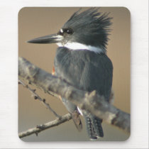 Belted Kingfisher mousepads by wildlifezoo Belted Kingfisher mousepads