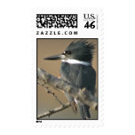 Belted Kingfisher Postage Stamps