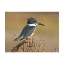 Belted Kingfisher postcards by wildlifezoo Belted Kingfisher postcards