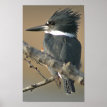 Belted Kingfisher Print