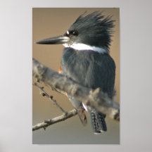 Belted Kingfisher Print