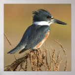 Belted Kingfisher Posters