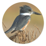 Belted Kingfisher sticker