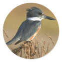 Belted Kingfisher stickers