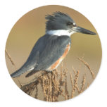 Belted Kingfisher stickers