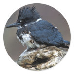 Belted Kingfisher Sticker