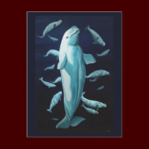 Beluga Postcards Vancouver Churchill Beluga Cards