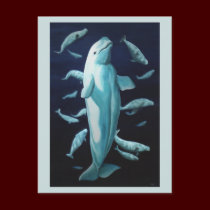 Beluga Postcards Vancouver Churchill Beluga Cards postcards