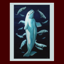 Beluga Postcards Vancouver Churchill Beluga Cards postcards