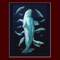 Beluga Postcards Vancouver Churchill Beluga Cards postcards