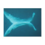 Beluga Split Post Cards