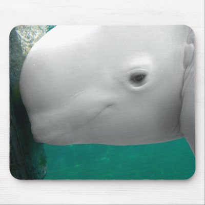 beluga whale smiling. a Beluga whale through the