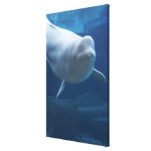 Beluga whale (Delphinapterus leucas) Stretched Canvas Prints