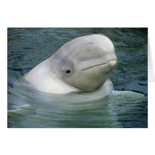 Beluga Whale, Delphinapterus leucas), Captive Greeting Card