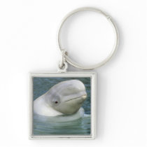Beluga Whale, Delphinapterus leucas), Captive Keychains