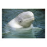 Beluga Whale, Delphinapterus leucas), Captive
