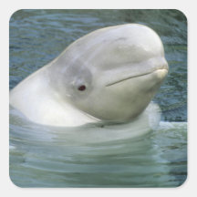 Beluga Whale, Delphinapterus leucas), Captive Square Sticker