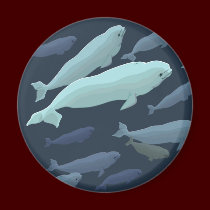 Beluga Whale Fridge Magnet Whale Art Gifts magnets