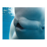 Beluga Whale  Postcard
