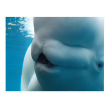 Beluga Whale  Postcard